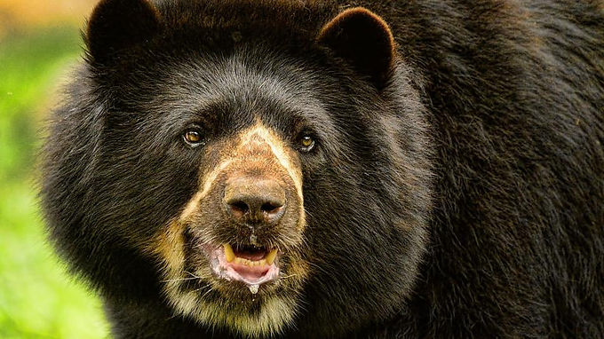 Cámaras para monitorear al oso andino