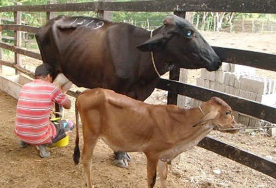 La lechería colombiana podría resultar afectada por el maíz y la soya