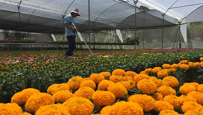 1.500 viveros registrados en el país