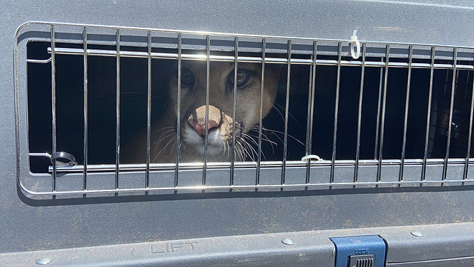 Corpochivor está cuidando a un puma