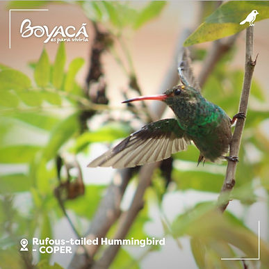 Boyacá sigue mandando la parada en aviturismo