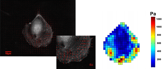 cell_isol_depl_contraintes.png