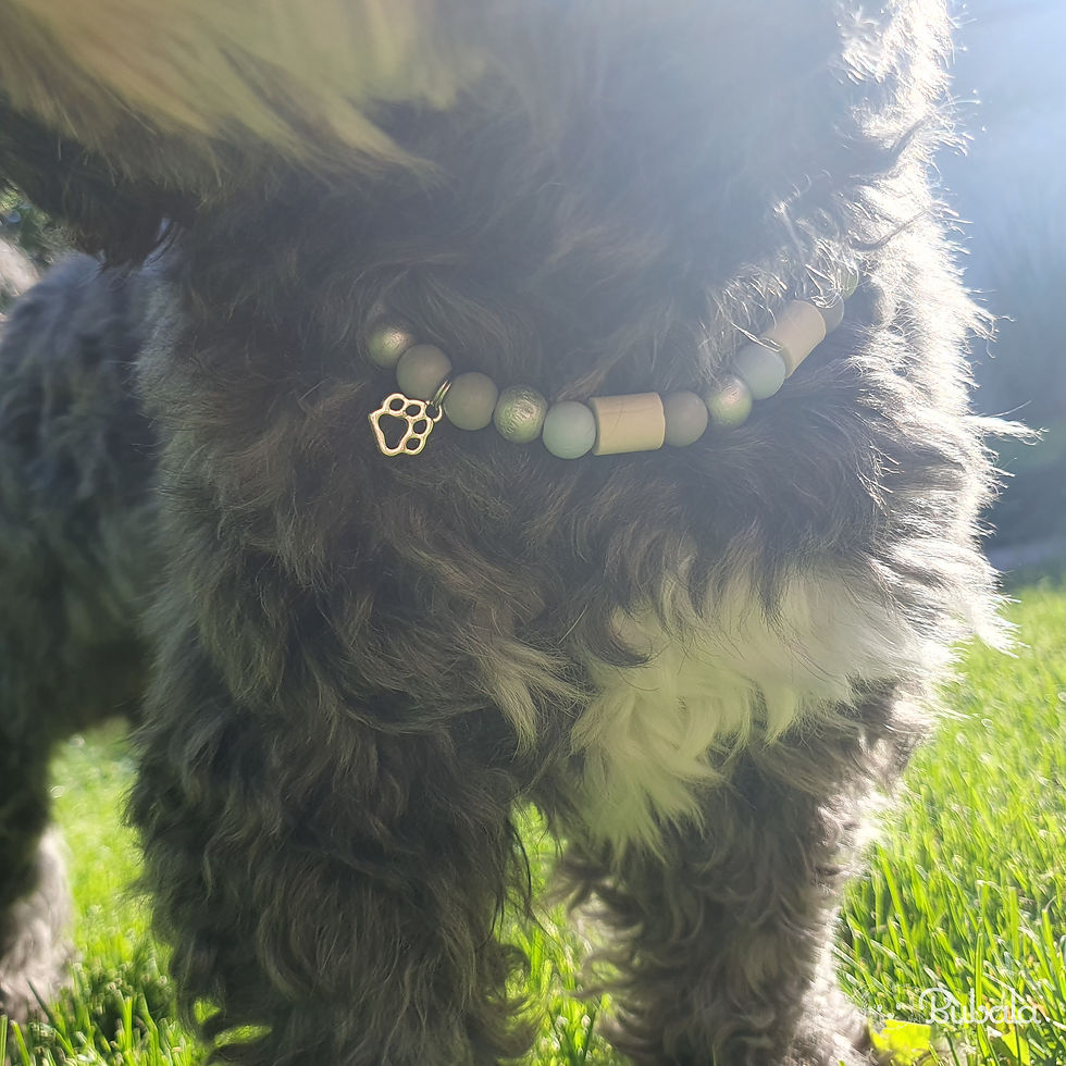 Thumbnail: Hundehalsband mit EM-Keramik-Perlen, Blau-Töne, mit Pfoten-Anhänger, an schwarz-weißem Hund im Grünen, Nahaufnahme