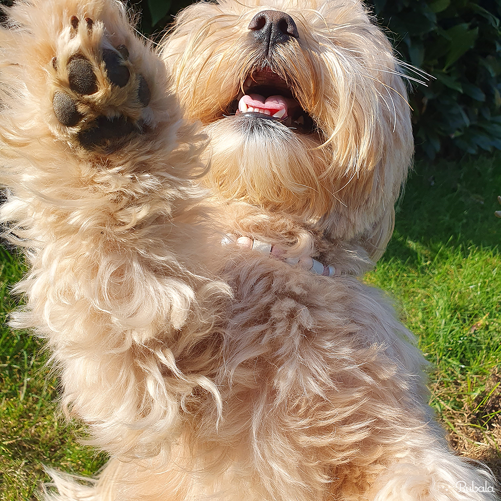 Thumbnail: Hundehalsband mit EM-Keramik-Perlen, Rosa-Töne, mit Lebensbaum-Anhänger, an beige-farbenem Hund im Grünen