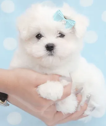 toy maltese puppies