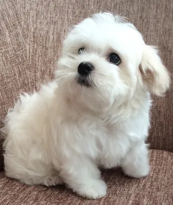 registered maltese puppies for sale