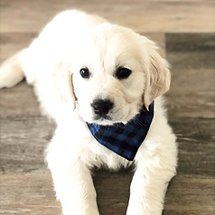 Golden Retriever Puppy