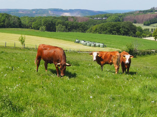 Rinder auf der Weide