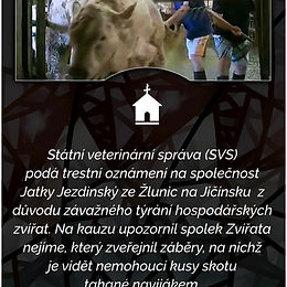 Veterinární správa podává trestní oznámení na jatka na Jičínsku kvůli týrání zvířat