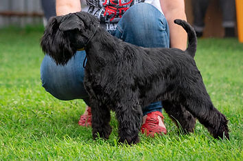 Кид Фаворит Гив Джой (2).jpg