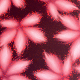 Motif Akasumi imprimé floral rosé bordeaux et touche de fluo sur tissu lycra AKIKOSMOOD