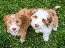 two-goldendoodles-fox-creek-farm-goldendoodles.jpeg