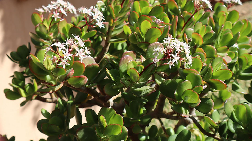 bellissima pianta di Albero di Giada con fiori