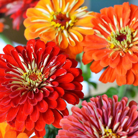 Zinnia