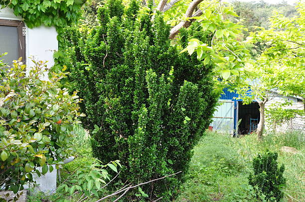Ilex crenata cespuglio