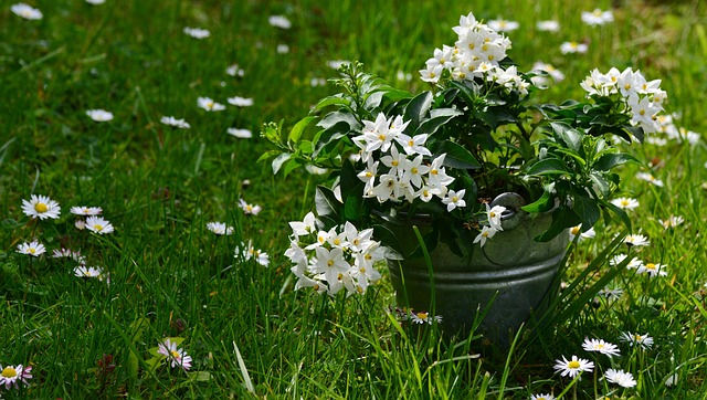Solanum jasminoides con i suoi bei fiori bianchi