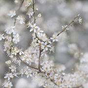 La Prunus incisa ‘Kojo-no-mai’ è una varietà ornamentale di ciliegio giapponese, molto apprezzata per la sua bellezza compatta