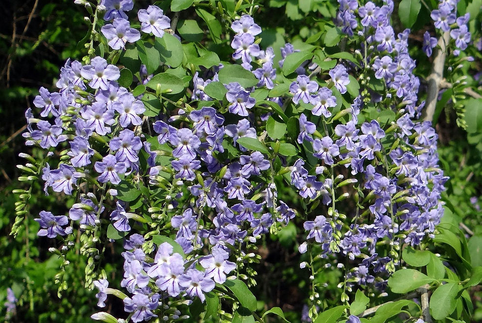 Duranta erectra con bei fiori viola