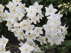 Solanum jasminoides è una rampicante sempreverde appartenente alla vasta famiglia delle Solanacee, che conquista con la sua fioritura generosa e l’aspetto raffinato.
