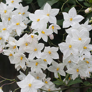 Solanum jasminoides è una rampicante sempreverde appartenente alla vasta famiglia delle Solanacee, che conquista con la sua fioritura generosa e l’aspetto raffinato.