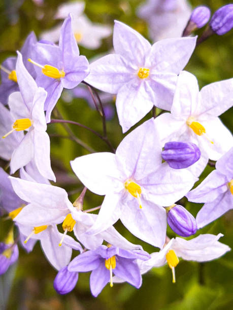 fiore di Solanum jasminoides viola chiaro