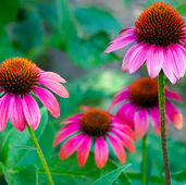 Echinacea