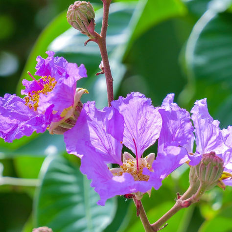 Lagerstroemia