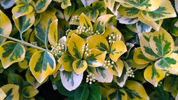 Euonymus japonicus è un cespuglio di foglie sempreverde