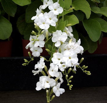 Duranta erectra ramo con fiori bianchi
