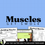 Thumbnail: Muscular System: Body Systems Lesson on the Anatomy of Muscles, Health Class