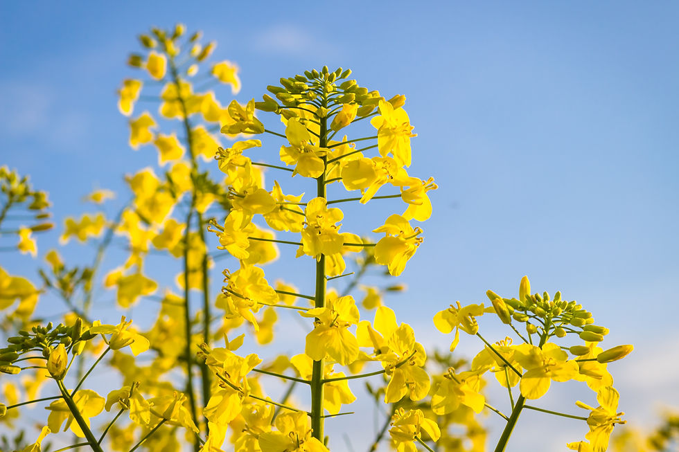 yellow-canola-flower-in-summer-2025-03-13-05-10-38-utc.JPG