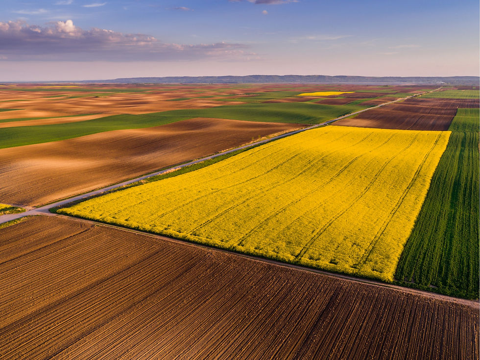 CanolaAerial.jpg