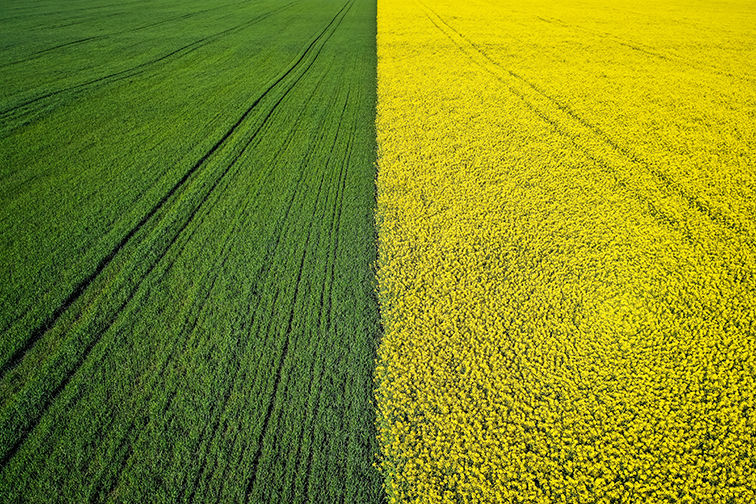 hermoso-campo-agricola-medio-verde-medio-amarillo-hierba-disparo-con-un-avion-no-tripulado