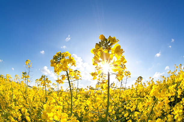 istockphoto-476627696-612x612.jpg