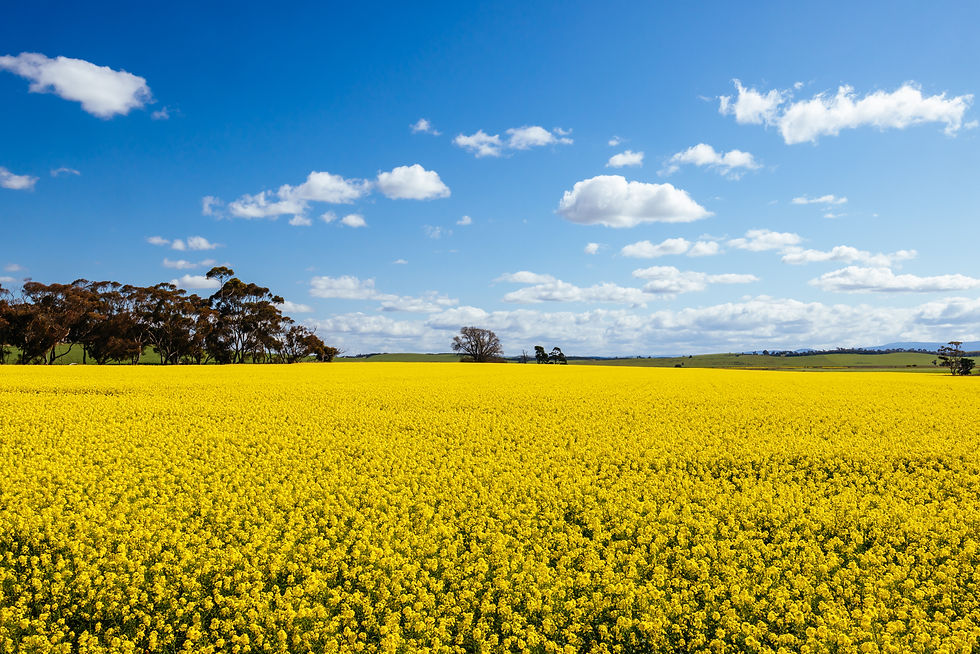 fields-of-canola-in-victoria-australia-2025-03-10-07-49-14-utc.jpg