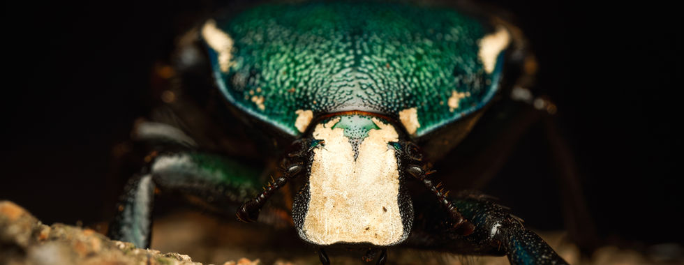 Portrait macro frontal d’un Dicronorhina derbyana derbyana, cétoine vert métallique exposée par Didippus aux Reptiliarras 2025. La photo met en avant les reflets irisés de la carapace, les textures du pronotum et la posture robuste du coléoptère. Réalisée par le studio Colombe Photographie, photographe animalier et photographe événementiel en région parisienne, cette image met en lumière les espèces exotiques et les détails naturalistes typiques du salon.