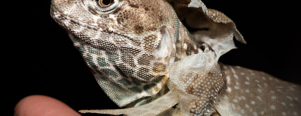 Portrait rapproché d’un Crotaphytus collaris en pleine mue, présenté par Anizooparadise lors des Reptiliarras 2025. Le lézard repose sur une main humaine, laissant apparaître les lambeaux de peau qui se détachent et révélant la finesse des écailles. Photographie réalisée par Colombe Photographie, studio spécialisé en photographie animalière et en reportages événementiels en région parisienne, mettant en valeur reptiles, arthropodes et amphibiens dans des contextes de salons terrariophiles.