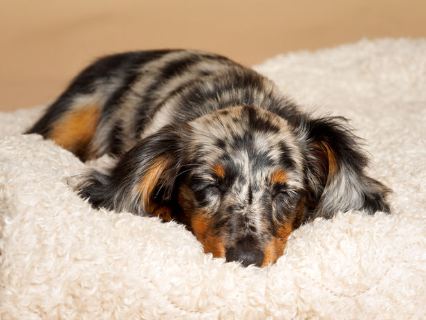 Photographie en studio d’Artemis, chiot teckel à poil long au pelage arlequin noir et feu, de l’Élevage des Anges & Démons du Midi. Le chiot dort paisiblement sur une couverture blanche, capturé lors d’un shooting canin à Paris. Image réalisée par une photographe animalier spécialisée en shooting canin en région parisienne.