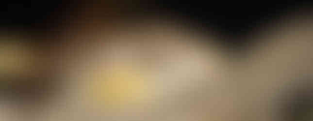 Photographie d’un Physignathus cocincinus (dragon d’eau) présenté par Reptilis Shop lors des Reptiliarras 2025. Le reptile repose sur une écorce, avec un éclairage mettant en relief ses nuances vertes et brunes et les détails de ses écailles. Réalisée par le studio Colombe Photographie, photographe animalier et photographe événementiel en région parisienne, cette image met en avant la diversité des espèces présentes au salon.