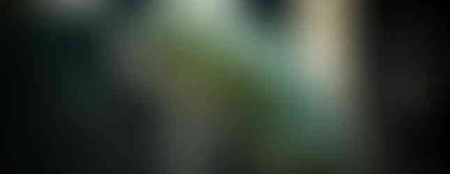 Photographie d’un Chamaeleo calyptratus (caméléon casqué du Yémen) présenté par FG Reptiles aux Reptiliarras 2025. Le reptile est perché sur une branche, sous une lumière douce qui révèle la texture granuleuse de sa peau verte et ses nuances subtiles. Réalisé par le studio Colombe Photographie, photographe animalier et photographe événementiel basé en région parisienne, ce portrait met en avant la beauté des espèces exotiques et l’ambiance du salon consacré aux reptiles et arthropodes.