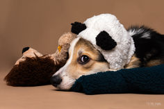 Photo de Fino, un Corgi, couché dans un panier avec une capuche Lyon et son doudou, sur fond marron. Cette image, réalisée en studio par une photographe spécialisée en photographie canine à Gentilly, en région parisienne, capture toute la douceur et la tendresse de l'animal, entouré de ses accessoires préférés. Parfaite pour immortaliser un moment de confort et de complicité avec votre compagnon à quatre pattes.