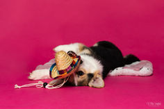 Photo de Fino, un Corgi, couché au sol avec un petit chapeau jouet dans la bouche, sur fond rose. Capturée en studio par une photographe spécialisée en photographie canine à Gentilly, en région parisienne, cette image pleine de charme montre l'attitude malicieuse et ludique de l'animal. Parfaite pour immortaliser la personnalité joyeuse et adorable de votre compagnon à quatre pattes.