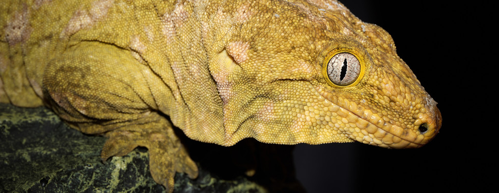 Portrait d’un gecko géant de Nouvelle-Calédonie Rhacodactylus leachianus, montrant sa tête massive, sa peau granuleuse jaune-vert et son œil vertical distinctif. Photographie de studio mettant en avant la taille et les détails morphologiques de l’espèce.