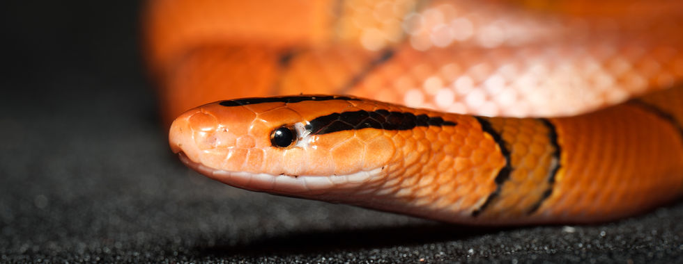 Photo studio d’un Oreocryptophis porphyraceus pulchra (couleuvre porphyre) pour l’élevage Jurassic NAC. Gros plan sur la tête révélant les motifs rouges et noirs caractéristiques de cette espèce asiatique. Prise de vue macro professionnelle réalisée dans notre studio à Gentilly, spécialisé en reptiles et serpents pour éleveurs, boutiques et passionnés en région parisienne.
