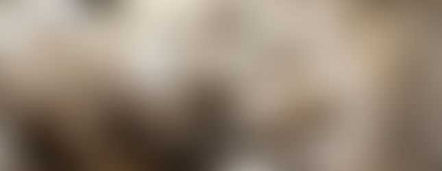 Gros plan d’un Pantherophis bairdi, serpent aux écailles fines et motifs gris-bruns, présenté par Hognose Concept lors des Reptiliarras 2025. La photographie capture la texture précise des écailles, le regard vif et les nuances naturelles du reptile. Réalisée par le studio Colombe Photographie, spécialisé en photographie animalière et en couverture d’événements professionnels, cette image illustre la diversité des espèces exposées ainsi que l’expertise du studio en macro et reptiles.