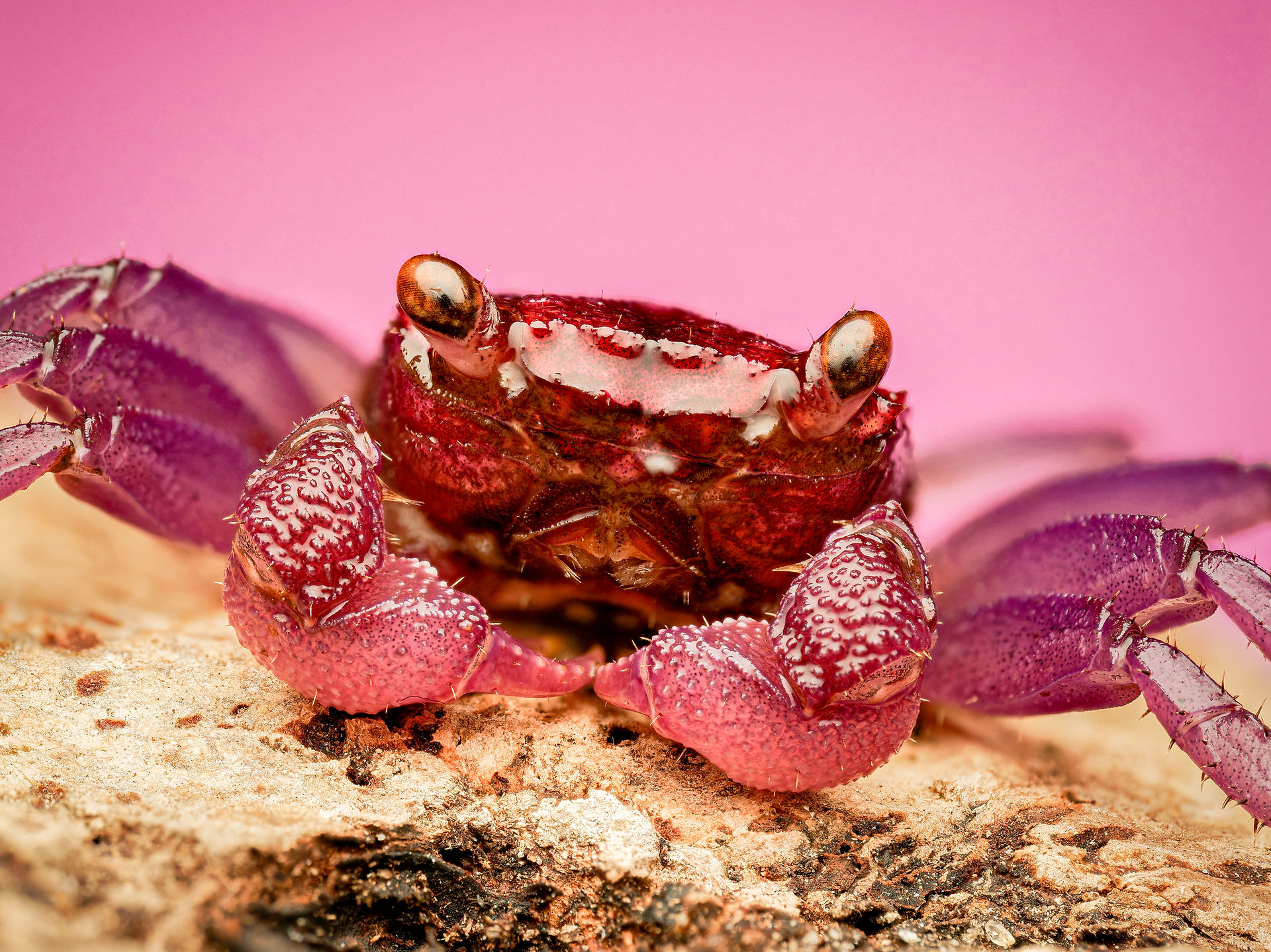 Macro d’un crabe vampire présenté lors de la Bourse aux insectes du 26 octobre 2025 à la salle des fêtes de la Tremblaye à Bois-d’Arcy. L’image montre le crustacé aux couleurs vives – rouge, rose et violet – photographié en gros plan sur un support naturel, avec un fond rose qui met en valeur les détails de sa carapace et de ses pinces texturées. Cette photo a été réalisée dans le cadre du stand macro mis en place par le studio Colombe Photographie, photographe événementiel basé à Gentilly et actif dans toute la région parisienne, spécialisé dans la couverture de salons naturalistes, expositions, conférences et démonstrations pédagogiques.