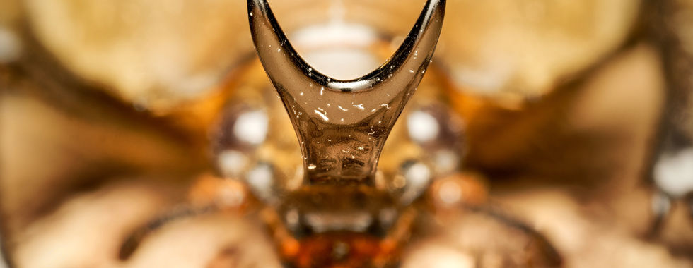 Macro centrée sur la corne frontale du coléoptère Megasoma anubis, présenté par l’élevage Beetles Lab lors de la Bourse aux insectes du 26 octobre 2025 à la salle des fêtes de la Tremblaye à Bois-d’Arcy. L’image capture la forme en V caractéristique de cette corne, mise en valeur par la faible profondeur de champ qui floute le reste du corps du rhinocéros. Les reflets luisants, la texture lisse de la kératine et les nuances brunes du fond soulignent l’esthétique imposante de l’espèce. Cette photographie fait partie du reportage macro du studio Colombe Photographie, photographe événementiel basé à Gentilly et actif dans toute la région parisienne, spécialisé dans la couverture de salons naturalistes, expositions, animations d’éleveurs et événements associatifs.