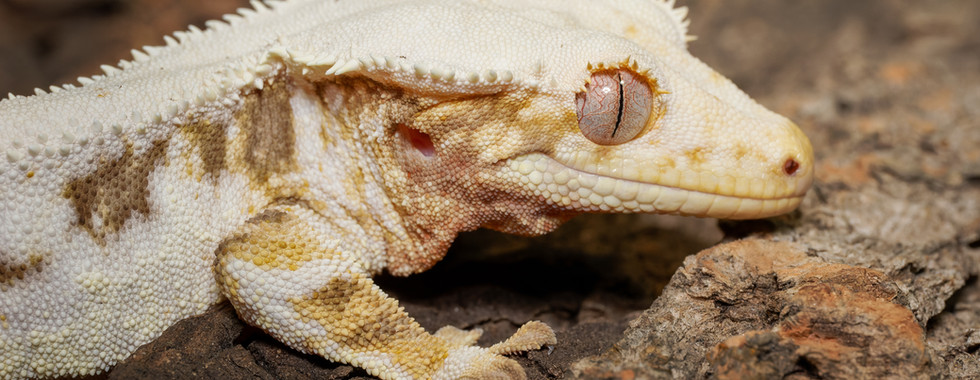 Portrait rapproché d’un Correlophus ciliatus posé sur une écorce, montrant en détail ses écailles claires, ses motifs crème et brun, et son œil vertical caractéristique. Photographie réalisée en élevage chez FG Reptiles.
