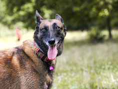 Photo animalière centrée sur le regard du chien, révélant caractère et intelligence. Ce type d’image s’inscrit dans une démarche de portrait animalier professionnel, proposée par une photographe animalière en région parisienne.