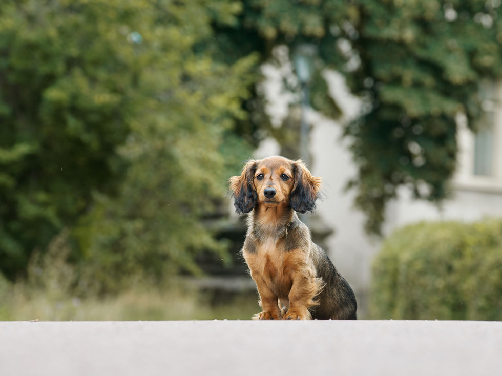 Photographie professionnelle d’un teckel à poil long réalisée lors d’un shooting canin en extérieur à Paris, dans un cadre naturel verdoyant. Ce portrait animalier met en valeur l’expression et la morphologie du chien, illustrant le travail d’une photographe animalier spécialisée en shooting canin en région parisienne.